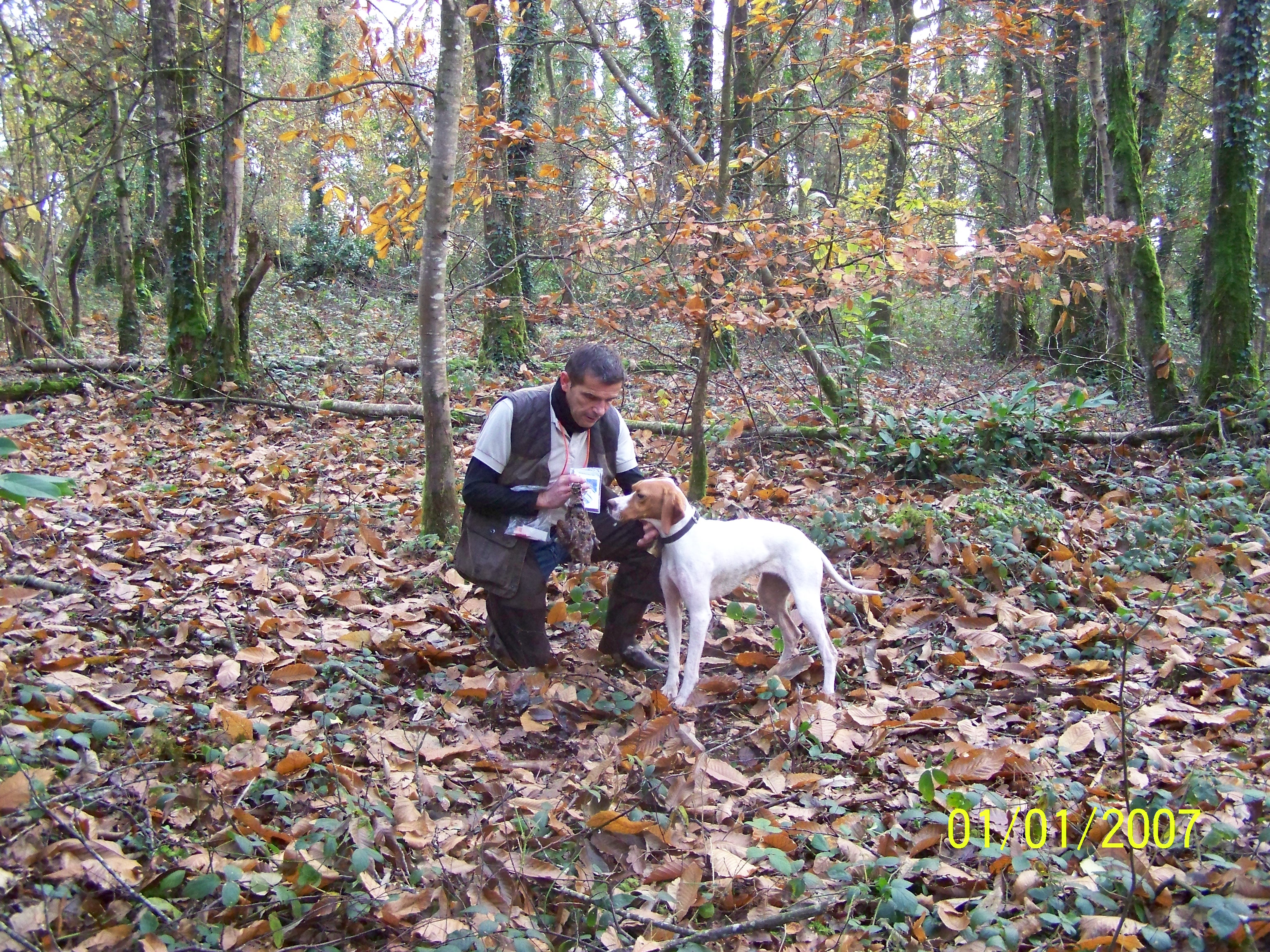 Un Pointer anglais avec son maître en forêt