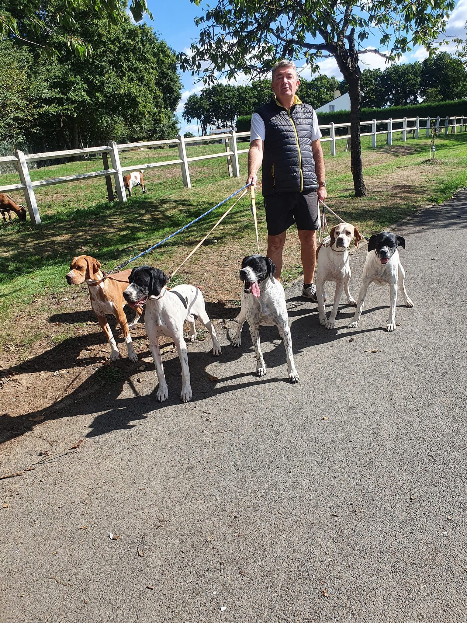 Les chiens de l'élevage en promenade