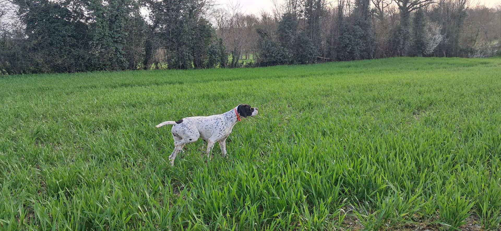 Pointer anglais dans un champ