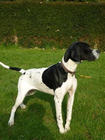 Pointer anglais attentif, nez au vent