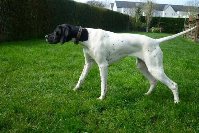 Pointer anglais dans un jardin
