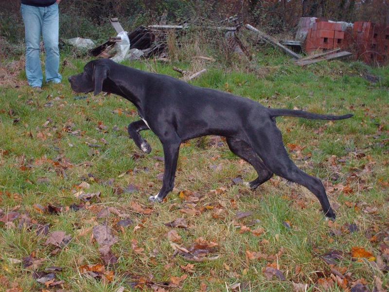 Pointer anglais à l'arrêt, en position de chasse